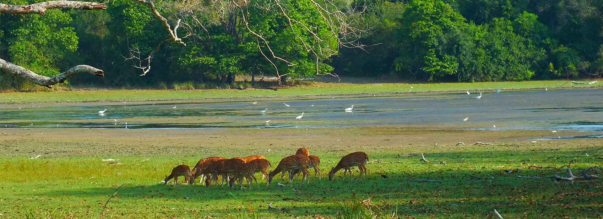 Wilpattu National Park - Amex Destinations